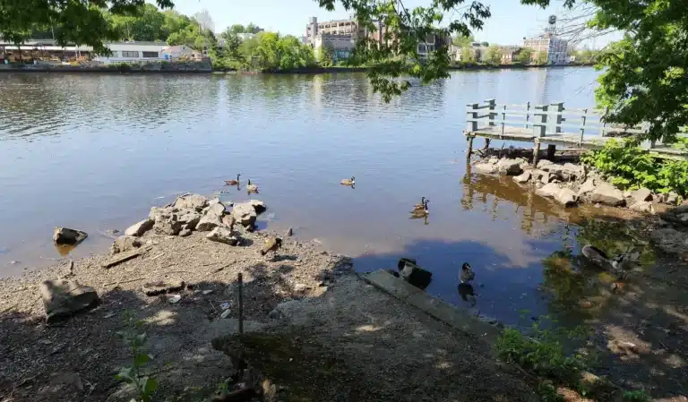 Shaded riverbank with geese in the water, rocks along the shore, and an old wooden dock under leafy trees in Kearny, NJ
