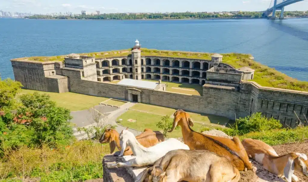 Group of goats resting on a cliffside overlooking the historic stone structure of Fort Wadsworth with water and bridge in the background in Staten Island, NY